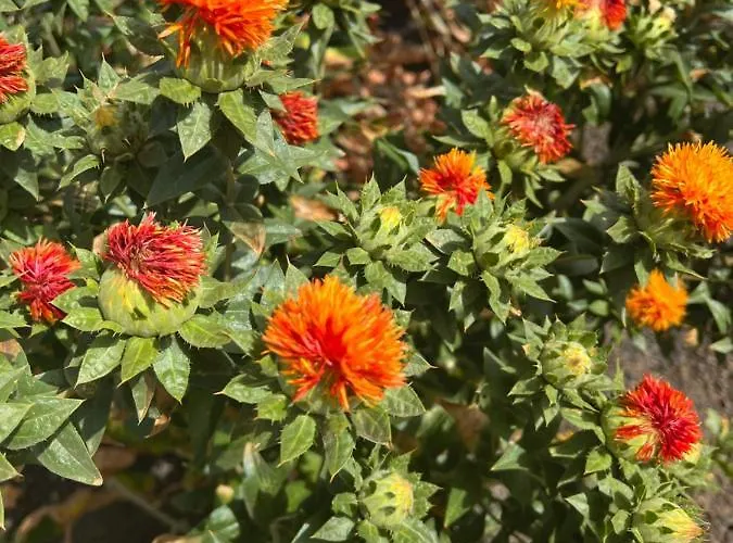 Casa Escanfraga I 公寓