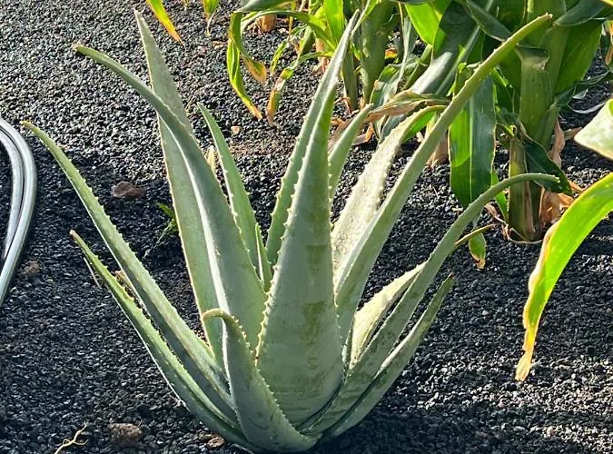 公寓 Casa Escanfraga I