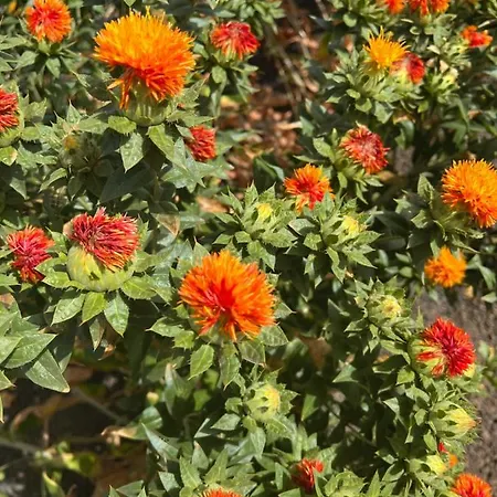 Casa Escanfraga I Lägenhet