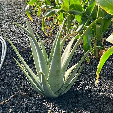 Lägenhet Casa Escanfraga I